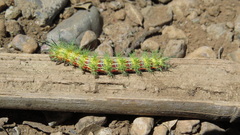 Ormiscodes amphimone