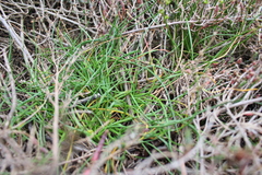 Triglochin barrelieri