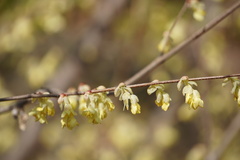 Corylopsis