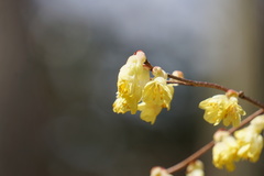 Corylopsis