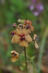 Verbascum flavidum