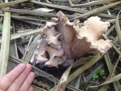 Rhodocybe piperita