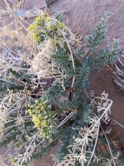 Lomatium parryi