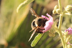 Xylocopa tabaniformis pallidiventris