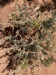 Lomatium parryi