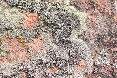 Lecanora argopholis