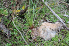 Scorzonera laciniata