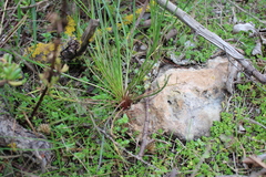 Scorzonera laciniata