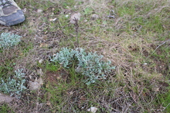 Artemisia caerulescens gallica