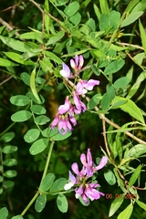 Vicia altissima
