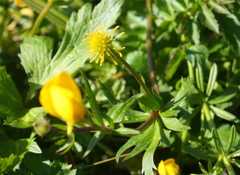 Ranunculus orthorhynchus