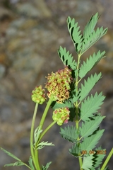 Sanguisorba verrucosa