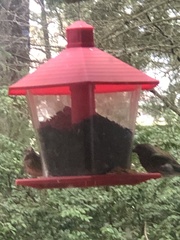 Haemorhous purpureus