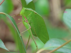 Microcentrum incarnatum