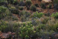 Leucadendron sessile