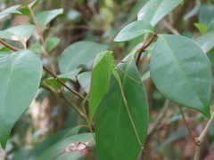 Microcentrum incarnatum