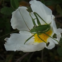 Odontura aspericauda