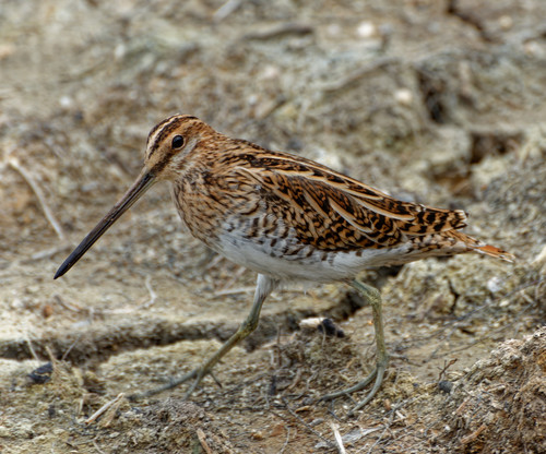 Agachadiza común (Gallinago gallinago)