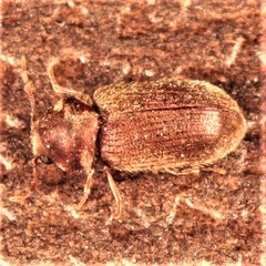 Stegobium