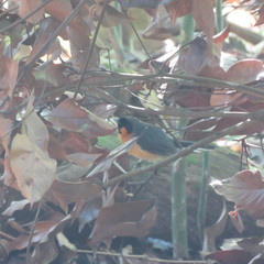 Symposiachrus trivirgatus