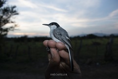 Polioptila albiloris