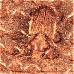 Stegobium