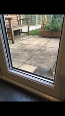 Sciurus carolinensis