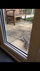 Sciurus carolinensis