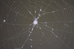 Gasteracantha cancriformis