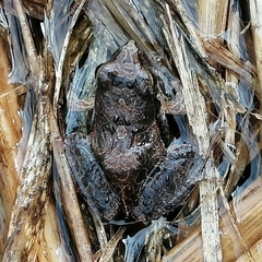 Physalaemus albonotatus