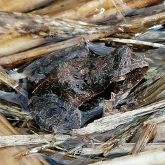 Physalaemus albonotatus