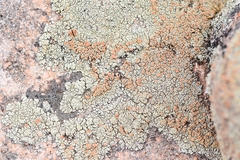 Rhizoplaca subdiscrepans