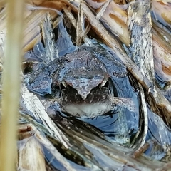 Physalaemus albonotatus