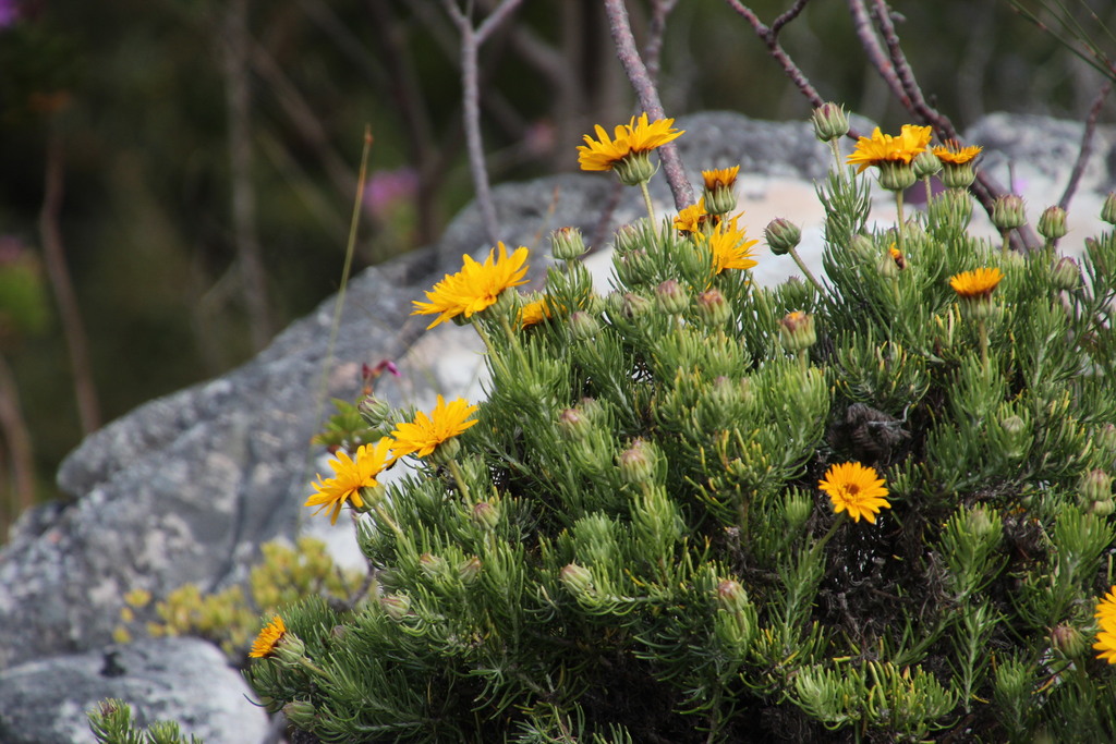Rock Daisies