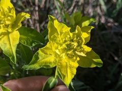Euphorbia hyberna