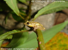 Scinax argyreornatus
