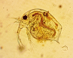 Bosmina longirostris