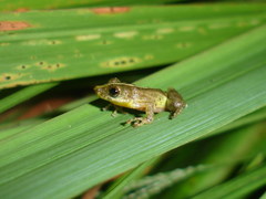 Scinax argyreornatus
