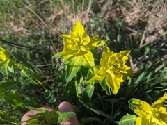 Euphorbia hyberna