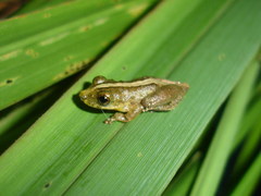Scinax argyreornatus