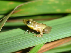 Scinax argyreornatus