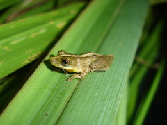 Scinax argyreornatus