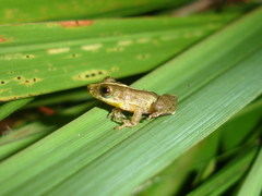 Scinax argyreornatus