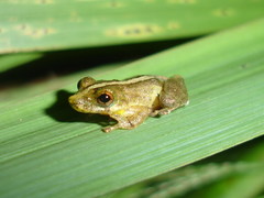 Scinax argyreornatus