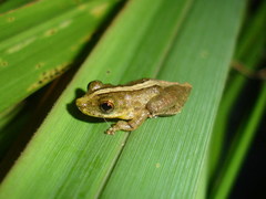 Scinax argyreornatus