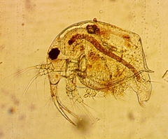 Bosmina longirostris
