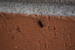 Diptera