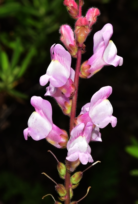 Spanish snapdragon