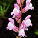 Spanish Snapdragon - Photo (c) faluke, some rights reserved (CC BY-NC), uploaded by faluke