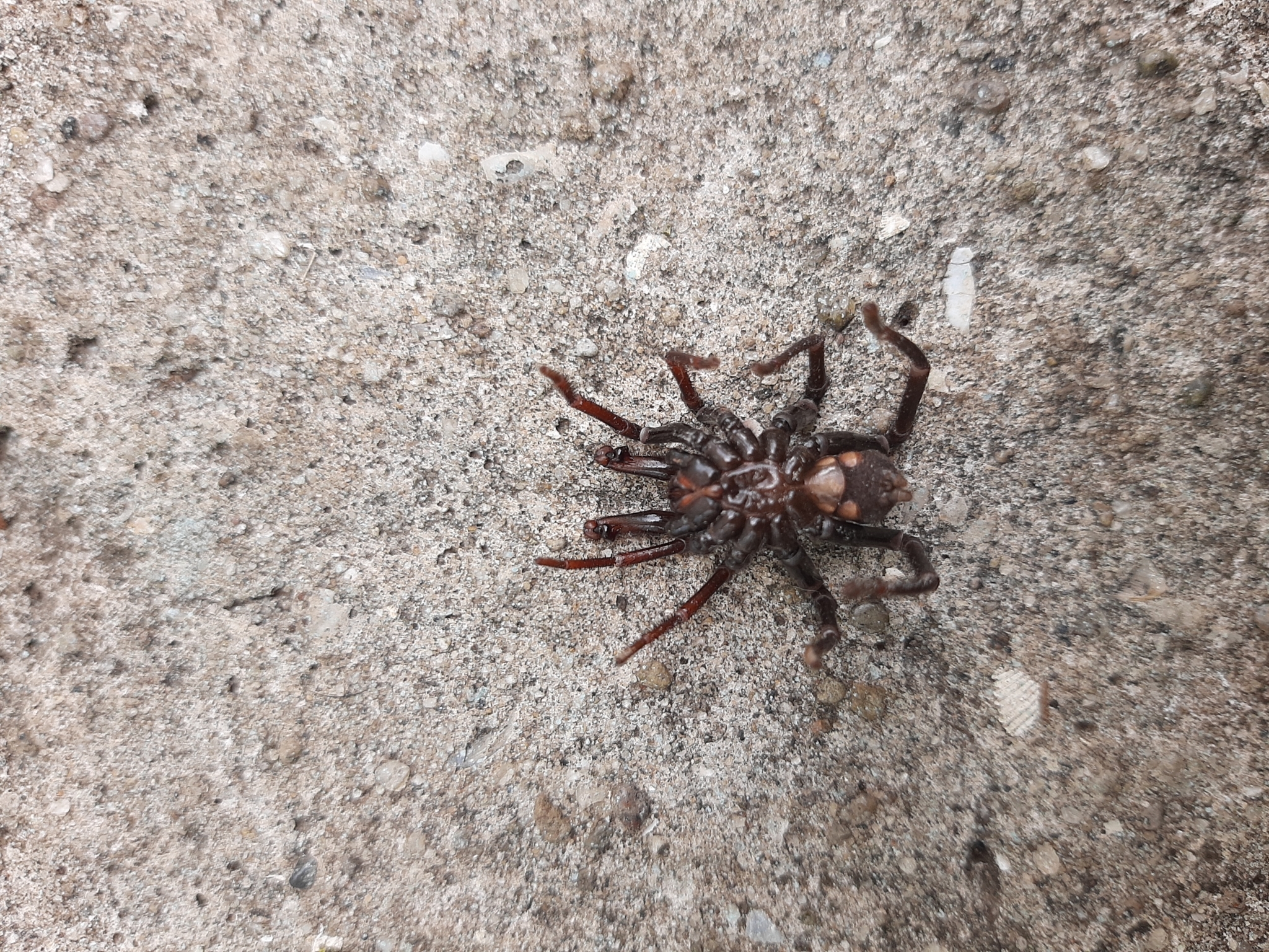 Actinopus robustus (O.Pickard-Cambridge, 1892)